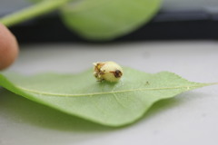 Phylloxera caryaeavellana