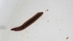 Dina lineata
