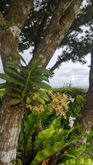 Trichoglottis luchuensis