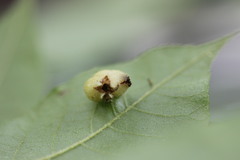 Phylloxera caryaeavellana