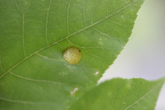 Phylloxera caryaeavellana