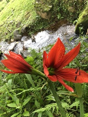 Hippeastrum aulicum