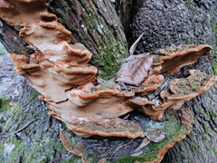 Phellinopsis