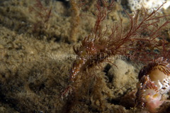 Facelina auriculata