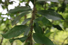 Ilex formosana