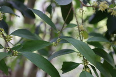 Ilex formosana