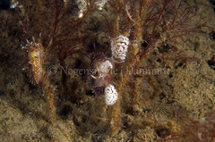 Facelina auriculata