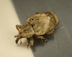 Aneuma compta
