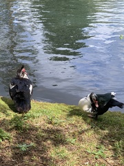 Cairina moschata domestica