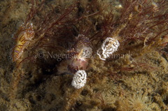Facelina auriculata