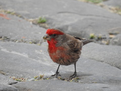 Haemorhous mexicanus