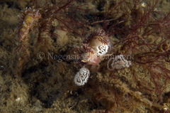 Facelina auriculata