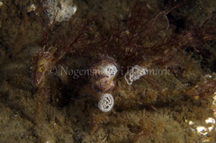 Facelina auriculata