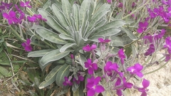 Matthiola incana
