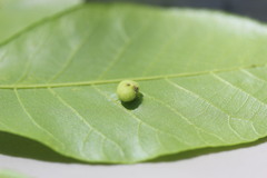 Phylloxera caryaeavellana