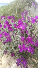 Matthiola incana