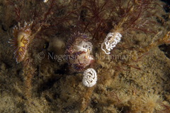 Facelina auriculata