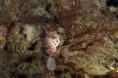 Facelina auriculata