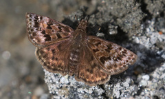 Erynnis martialis
