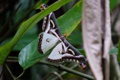 Epiphora albidus