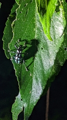 Pachyrhynchus tobafolius