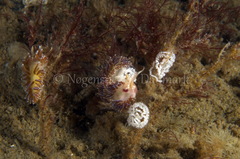 Facelina auriculata