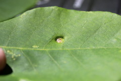 Phylloxera caryaeavellana