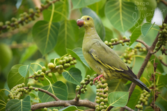 Pink-Necked Green Pigeon photo 2