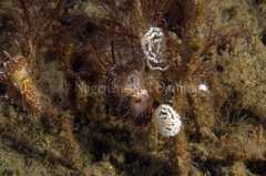 Facelina auriculata
