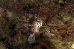 Facelina auriculata
