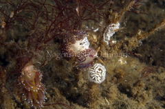 Facelina auriculata