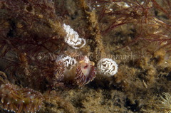 Facelina auriculata