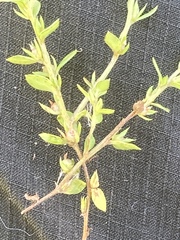 Lysimachia minima