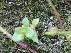 Lysimachia minima