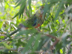 Platycercus icterotis icterotis