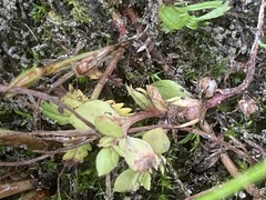 Lysimachia minima
