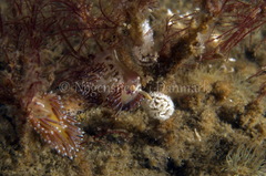 Facelina auriculata