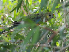 Platycercus icterotis icterotis