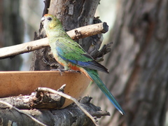 Platycercus icterotis icterotis