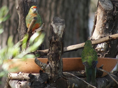 Platycercus icterotis icterotis