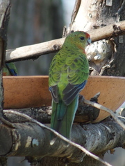 Platycercus icterotis icterotis