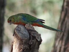 Platycercus icterotis icterotis