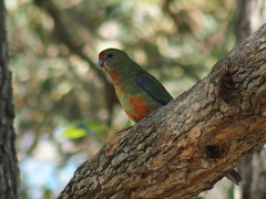 Platycercus icterotis icterotis