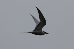 Sterna hirundo
