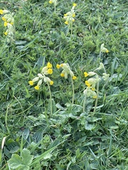 Primula veris veris