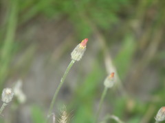 Crepis foetida
