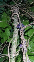 Mucuna membranacea