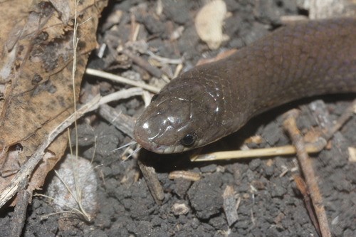 Mexican Hook-nosed Snake