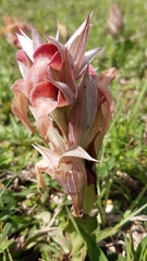 Serapias neglecta neglecta