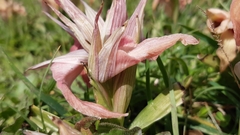 Serapias neglecta neglecta